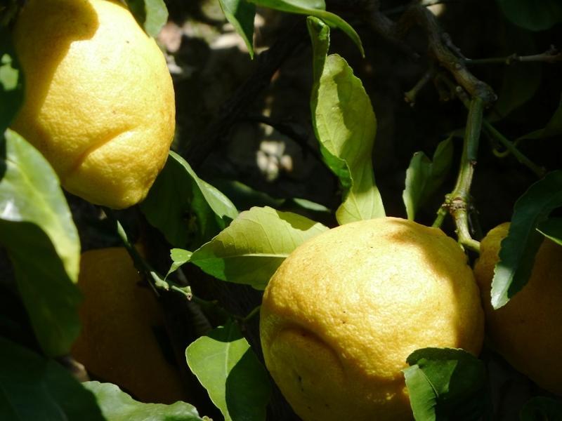 Fattoria Di Camporomano Масароза Екстериор снимка